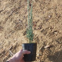 [새싹에서 나무까지] 블루애로우 (50cm~60cm) 포트묘 (1개 )