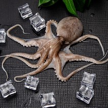 [당일조업] 태안 생물 제철 활 쭈꾸미 1kg 국내산, 쭈꾸미1kg