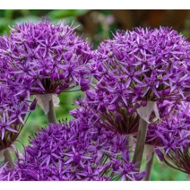 구근 알리움 바이올렛 뷰티[5구], 1개