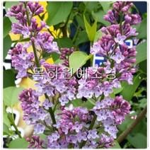 목하원예조경 라일락나무 묘목 (1미터전후) 10+10(20주)