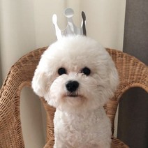 두빵펫 고양이 강아지 생일 모자 왕관 고깔, 골드