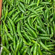 채소애 맵고 싱싱한 청양고추 500g 1kg 5kg 10kg 매운 땡초 고추, 청양고추 5kg