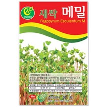 청농 새싹메밀 씨앗 30g