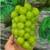 [프리미엄고당도거봉포도900g] 국내산 프리미엄 거봉 포도 900g 2kg kyoho grape, 900g/특품/2수/450-500g