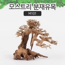 모스트리 분재유목M M101, 1개