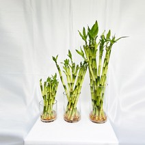 개운죽 10cm~50cm 행운목 개운죽 키우기 수경재배 공기정화식물 학습재료, 개운죽 50cm(10개)