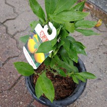 [성심꽃농원] 황금귤나무_40cm_150, 1개