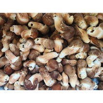 [원탑] 산지직송 직접 수확 맛있는 참송이버섯 못난이(파지) 1kg