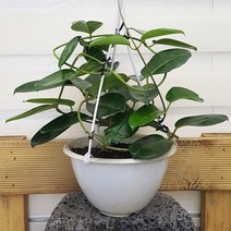 용플라워 마다가스카르 자스민 걸이 (넝쿨자스민)