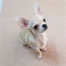 데코마인드 강아지 흡착매트 6p, 브라운