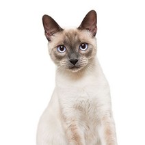 차량용 냉장고 미니 냉온장고 캠핑용 온장고 3Ratels CM29 사랑스러운 고양이 페르시아 Birman Bombay 영국, 06 CM29-6_05 50cm( 19.7inch)