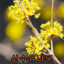 산수유 나무 실생2년묘 10그루 나무묘목 조경수 과일나무 관목 유실수