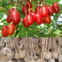 왕보리수묘목 보리수나무 보리수묘목 결실주 4년생 1주, 1개