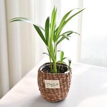 실내공기정화식물 율마 아레카야자 스킨답서스 산세베리아 테이블야자 유칼립투스 이레카야자 페페 스투키 몬스테라, 7.아레카야자, 1개