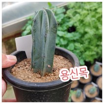 꽃나라엘리스 용신목/선인장 중에 가장 유명한 선인장 생명력이 강한 식물