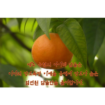 썬포레 타이벡 조생귤 5kg, 타이백조생귤 특등급L, 1개