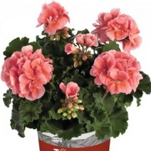 [어린모종]제라늄(영양계-조날) : 8cm분, 돌체비타 엠마, 1개