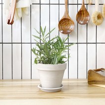 1+1 라벤더 키친허브 화분 세트 세이지 타임 장미허브 베란다 텃밭 허브 키우기, H02.라벤더, H12.장미허브