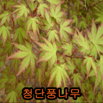 청단풍실생2년특묘 5그루 개화주 꽃나무 유실수 조경수 묘목 단풍나무