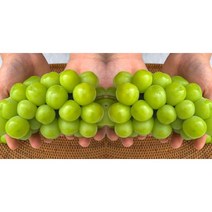 김천 샤인머스켓 씨없는 고당도 망고포도 청포도 1kg 선물 세트 보자기포