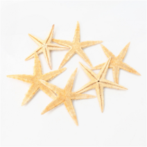 오꿈 조개껍질 조개껍데기 소라껍데기 소라껍질, D04 불가사리 (점보), 봉