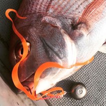 비비커스텀 더블스완 타이라바 스커트 타이라바 넥타이 루어낚시 참돔 웜채비 어시스트웜, RED (레드)