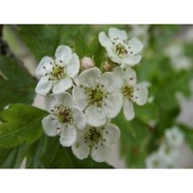 산사나무묘목 10주