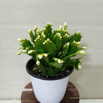 [성심] 게발선인장(흰색)129, 1개