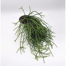 보거스플라워 립살리스 레인 행잉플랜트 걸이식물 팝아이, 1개