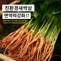 대숲맑은 새싹삼 새싹인삼 100뿌리 산지직송 몸에좋은 GAP인증, *고급 대 100뿌리 (25cm 좌우)