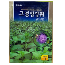 고령 엉겅퀴 씨앗 1g (곤드레) 국내산 토종 산채나물 산야초 종자 미래종묘