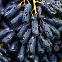 영화농산 영화청과 특급 수입산 가지포도 500g 종류 켐벨 망고 크림슨 씨없는, 검은색, 상세페이지 별도표기