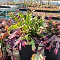 보금이다육 개발 - 17