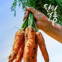 [우체국쇼핑] 천하일품 산지직송 제주구좌 흙당근 5kg (왕), 상세 설명 참조