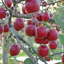 묘목/미니사과나무 알프스오토메/접목 1년/2주 KJ075