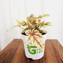 하늘꽃농원 휴케라 골드제브라 노지월동