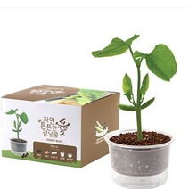 자연애 마이가든 - 강낭콩 기르기 세트/식물키트 화분
