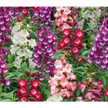 봄꽃 / 펜스테몬 아라베스크 (색상랜덤) 포트 8주, 펜스테몬 아라베스크 (색상랜덤) 포트 /  8주