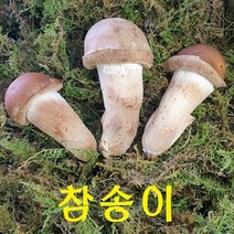 인생버섯 곡성 참송이버섯 500g/1kg (2시전주문 내일도착/국내산 친환경 산지직송), 1박스, 가정용 300g