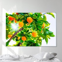 감 나무 그림 캔버스 액자 생기 그림 개업식 선물 사무실 금전운 풍수 인테리어, 02 선샤인 감나무