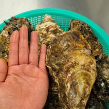 산지직송 최상급 통영굴 석화 생굴 각굴 반각굴 바위굴 석굴 깐굴 개체굴 벚굴 삼배체굴 세척 하프셀 하프쉘 굴 1kg 10kg 손질 횟감 용, 4.2 삼배체굴(벚굴) 2kg