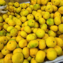 제주도 산지직송 하우스감귤 귤로장생 10kg, 1박스