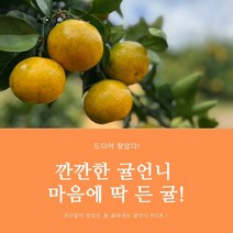 건강하게 자란 제주 귤언니 노지귤 맛있는 선물용귤, 노지감귤 5kg