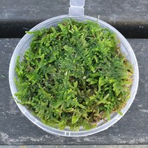 큰깃털이끼 컵(8x3.5cm)/테라리움 비바리움 팔루다리움 DIY재료