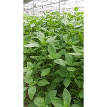 훌라파 호라파 스위트바질 타이바질 홀라파당일발송합니다, 500g, 1개