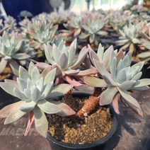 [소소한다육] 두들레야 화리노사 대품 목대 다육이