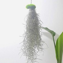 이끼 수염틸란드시아(소) 인테리어식물 ADS- 2980213EA, 본상품선택