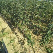 사과나무 사과나무묘목, 황금사과2년생