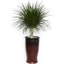 플라워리퍼블릭 드라코3 시멘트화분 관엽식물 실내화초 축하화분 실내