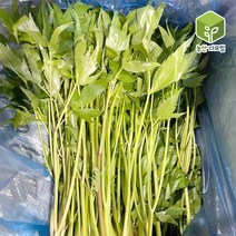 당귀 당귀잎 장아찌용 쌈채소 1kg, 1개